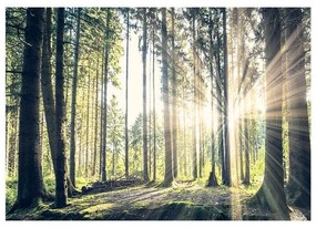 Fotomurale adesivo Forest Walk