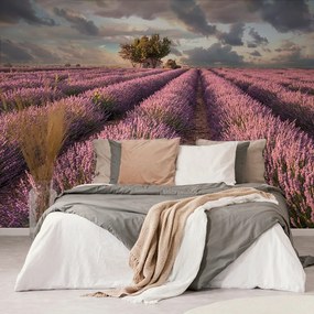 Carta da parati – Terra di campi di lavanda