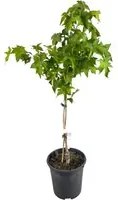 Pianta Albero di LIQUIDAMBAR STYRACIFLUA GUMBALL h60cm vaso18 FOTO REALE