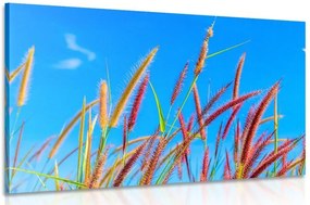 Quadro su tela – Erba selvaggia sotto il cielo blu