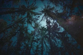 Quadro su tela – Notte nella foresta