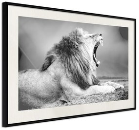 Poster  Yawning Lion  Cornice Quadri Cornice nera con pass-partout, Larghezza x Altezza Home decor 30x20