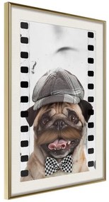 Poster  Dressed Up Pug  Cornice Quadri Cornice d'oro con passe-partout, Larghezza x Altezza Home decor 20x30