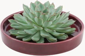 Pianta vera succulenta Echeveria Pulidonis