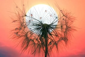 Stampa su tela – Soffione al tramonto