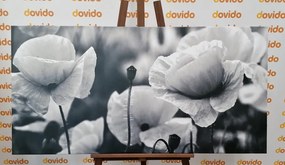 Quadro su tela – Splendido campo di papaveri in bianco e nero