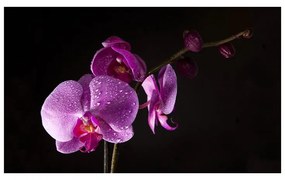 Fotomurale di buon gusto orchidea