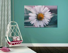 Quadro su tela – Margherita stupenda