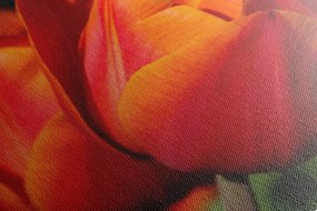 Quadro su tela – Tulipani meravigliosi sul prato
