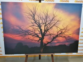 Stampa su tela – Splendido albero sul prato