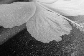 Stampa su tela – Natura morta wellness in bianco e nero