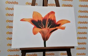 Quadro su tela – Giglio arancione