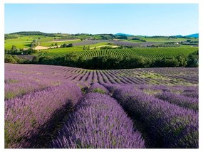 Fotomurale  Campi di lavanda  Colore Verde, Dimensioni e Misure 350x270