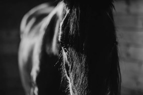 Carta da parati – Cavallo maestoso in bianco e nero