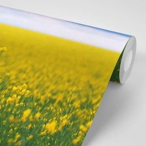 Carta da parati – Campo fiorito giallo