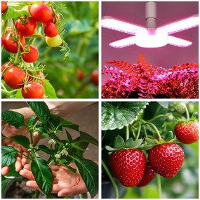 LED Lampadina per la crescita delle piante PLANTY E27/40W/230V 1200K