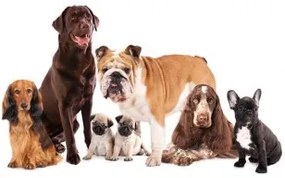 Carta da Parati Cani  Accucciati Standard 200x140