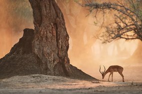 Carta da parati – Antilope africana