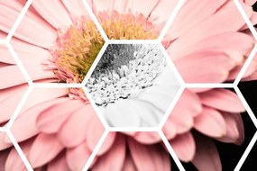 Carta da parati autoadesiva – Gerbera in esagono