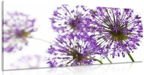 Stampa su tela – Fiori di aglio viola in fiore