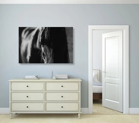 Quadro su tela – Cavallo maestoso in bianco e nero