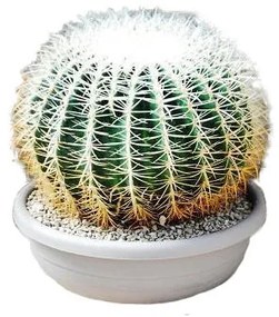 Pianta da interno ECHINOCACTUS GRUSONII SPINA ALBIS D.CM40