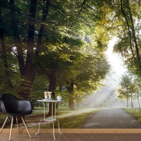 Fotomurale adesivo  Morning Walk III  Larghezza x Altezza Home decor 588x280