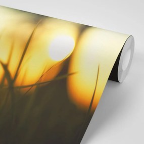 Carta da parati – Tramonto sull'erba
