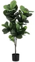 4x Pianta Ficus Lyrata C-Vaso 72Foglie H120