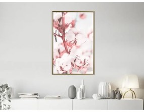 Poster Cotton Flowers