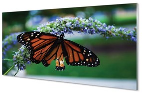 Quadro vetro Farfalla su un fiore 100x50 cm