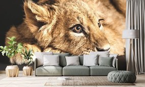 Carta da parati – Cucciolo di leone