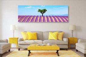 Quadro su tela – Campo di lavanda provenzale