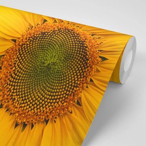 Carta da parati autoadesiva – Girasole giallo