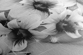 Stampa su tela – Fiori in bianco e nero su sfondo astratto