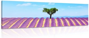 Quadro su tela – Campo di lavanda provenzale