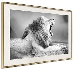 Poster  Yawning Lion  Cornice Quadri Cornice d'oro con passe-partout, Larghezza x Altezza Home decor 30x20