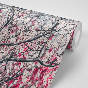 Carta da parati – Fiori di pesco