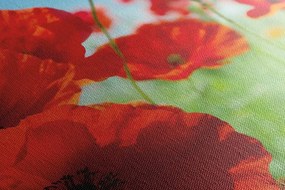 Stampa su tela – Fiori di papavero nel prato