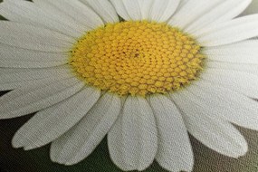 Quadro su tela – Fiore di margherita