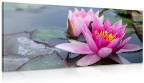 Quadro su tela – Fiore di loto rosa