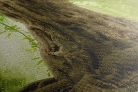 Quadro su tela – Radice dell'albero