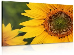 Stampa su tela – Girasole giallo