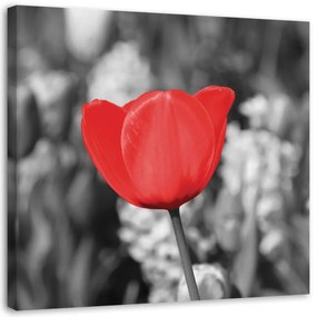 Quadro su tela, Moderno fiore di tulipano rosso su prato