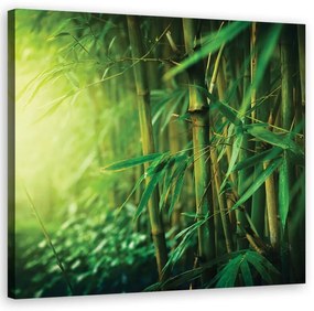 Quadro su tela, Bamboo nella giungla  Dimensioni 30x30