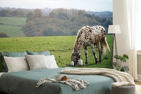 Carta da parati – Cavallo nel prato