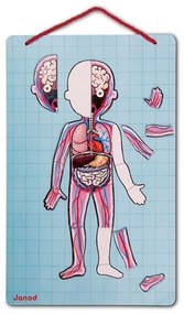 Bodymagnet - Lavagna magnetica - corpo umano