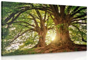 Stampa su tela – Alberi maestosi