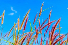 Quadro su tela – Erba selvaggia sotto il cielo blu