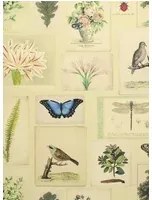 John Derian Carta da parati Flora and Fauna - Parchment